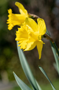 Close-up of yellow flowering plant