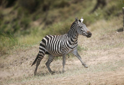 Zebra standing on field