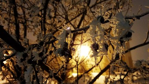 Low angle view of flower tree