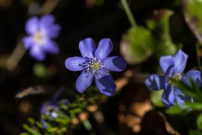 Close-up of purple flowering plants