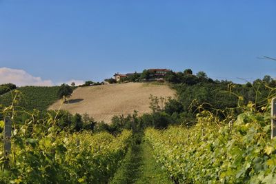 Scenic view of agricultural field against clear sky