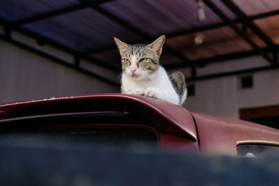 Portrait of cat looking away