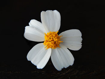 Close-up of flower over black background