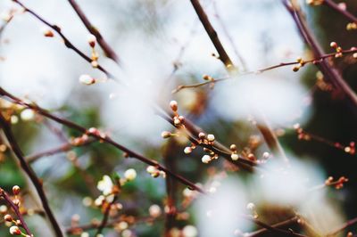 Close-up of white flowers