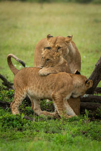 Lioness watches lion cub jumping on another