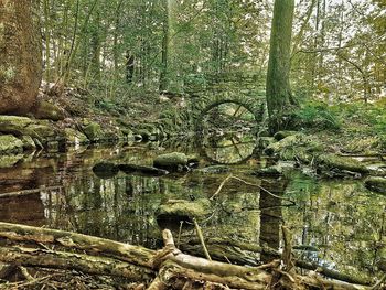 Fallen tree in forest