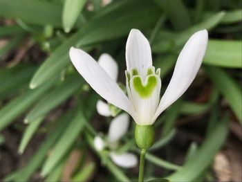 Close-up of white flower blooming outdoors