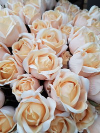 High angle view of white roses