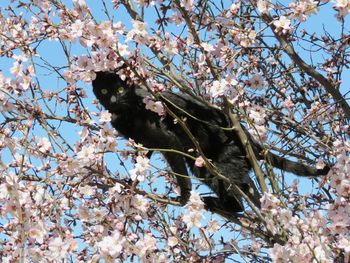 Low angle view of cherry blossoms in spring