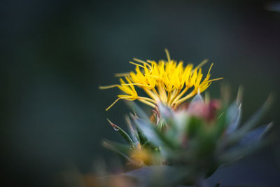 Close-up of yellow flowering plant