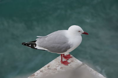 High angle view of seagull perching on a sea