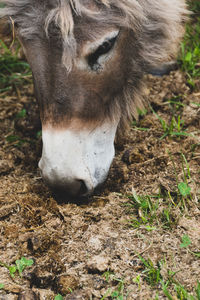 Close-up of a horse on field