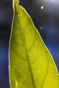 leaf