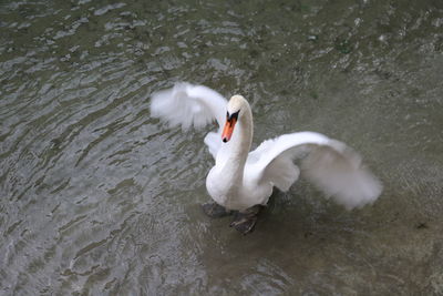 High angle view of swan swimming in lake