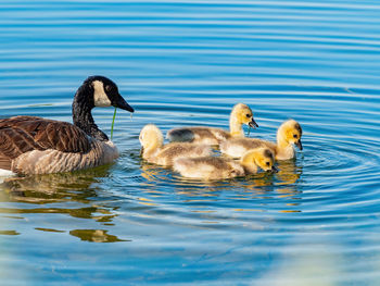 Ducks in a lake