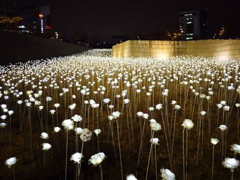 Close-up of flowers in the dark