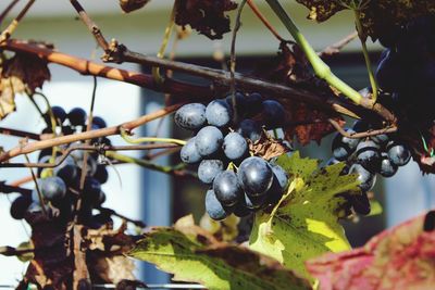 Close-up of berries growing on tree