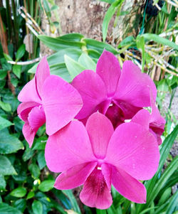 Close-up of pink flowering plant