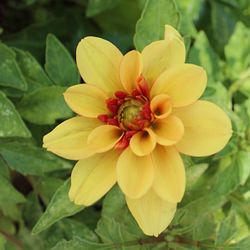 Close-up of yellow flower blooming outdoors