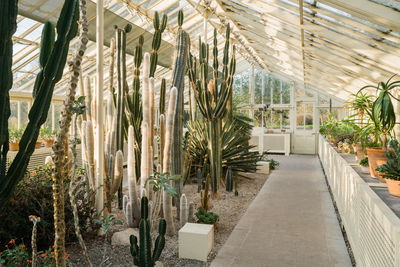 Cacti and succulent plants inside the greenhouse