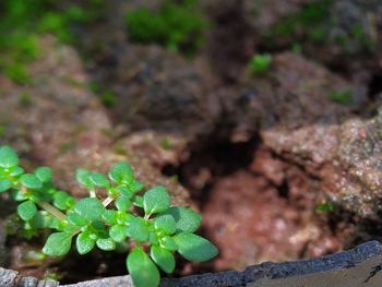 High angle view of plant growing on field