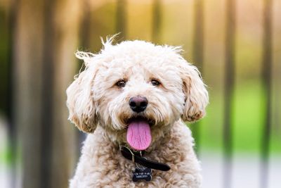 Close-up portrait of dog sticking out tongue outdoors