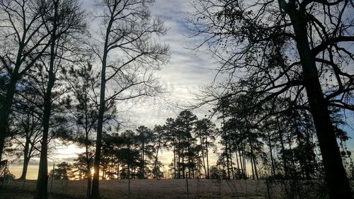 Bare trees on landscape at sunset