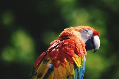 Close-up of parrot