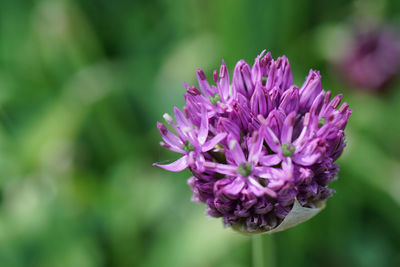 Close-up of pink flowering plant