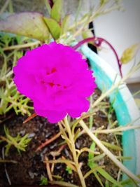 Close-up of pink crocus flower in pot