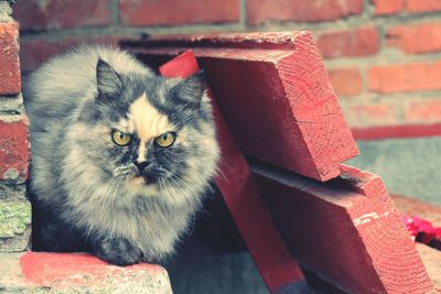 Close-up portrait of cat by wall outdoors