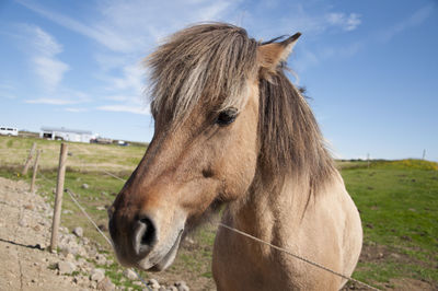 Close-up of horse on field against sky