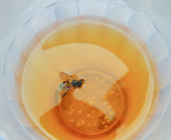 High angle view of bees in glass