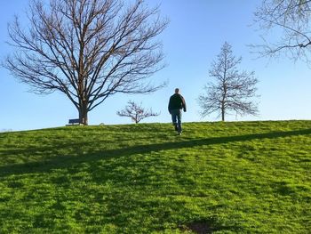 Bare trees on grassy field