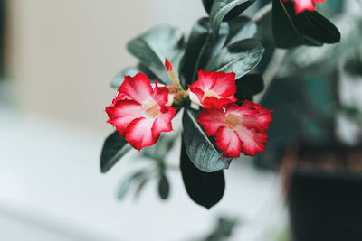 Close-up of red flowering plant