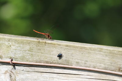 Close-up of a dragonfly   on wood