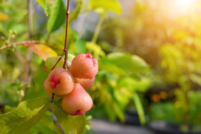 Close-up of strawberry growing on tree