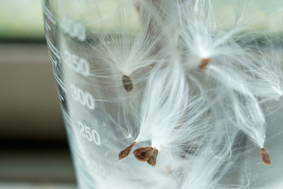 Close-up of white feather