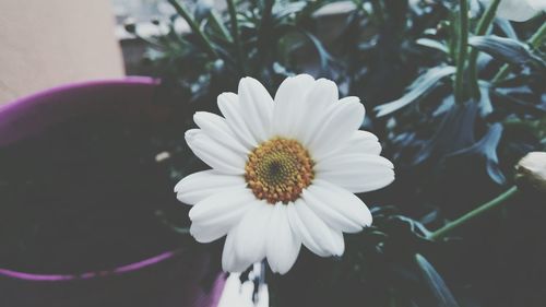 Close-up of white daisy blooming outdoors