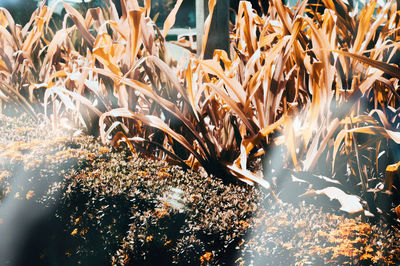 Close-up view of sunlight