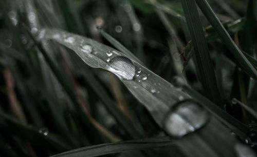 Close-up of raindrops on grass