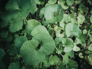 High angle view of green leaves on plant