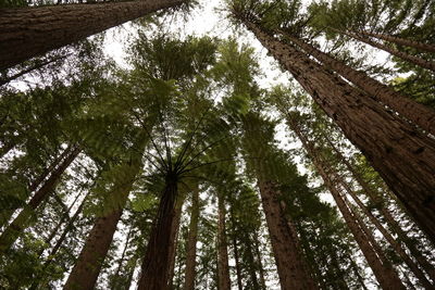 Low angle view of trees in forest against sky