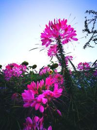 Close-up of pink flowers blooming against clear sky