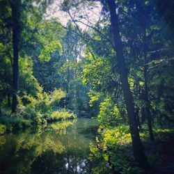 Trees in forest