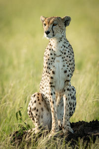 Cheetah on land in forest