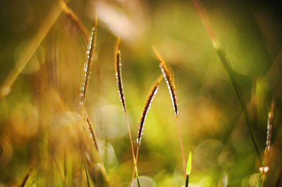 Close-up of grass growing on field
