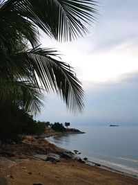 Palm tree by sea against sky