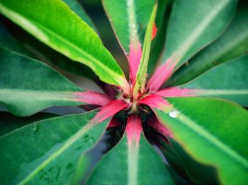 Full frame shot of red flowering plant