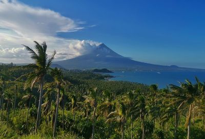 Scenic view of palm trees on landscape against sky